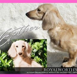 Esther - Dachshund