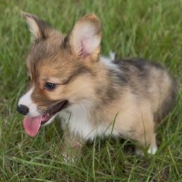 AKC Sable Fluffy triple clear - Sable male Pembroke Welsh Corgi puppy in Summerfield, Florida from Promise Land Farm