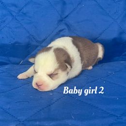Baby girl 2 - Red and white female Siberian Husky puppy in Ocala, Florida from Florida Husky Puppies