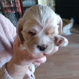 Cocker Spaniel Puppies from Hartwell Cocker Spaniel Kennel