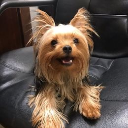 Yorkshire Terriers from Freedom Ridge
