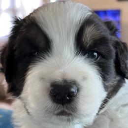 Australian Shepherds from Robyne's Aussies
