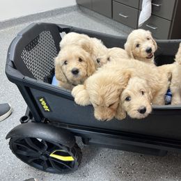 Goldendoodle Puppies from Lakes Golden Doodles