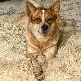 Bandit - Australian Cattle Dog