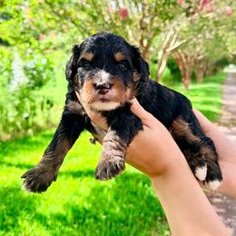 Phantom (of the opera) - Tri-color male Bernedoodle puppy in Rose Hill, North Carolina from Red Door Canines