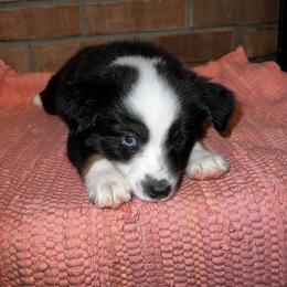 Miniature Australian Shepherd Puppies from Magnolia Aussies