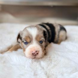 PUMA - Blue merle female Miniature Australian Shepherd puppy in Dayton, Washington from Rafter 22 Aussies