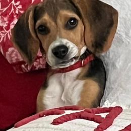 Beagle Puppies from Beech Grove Beagles