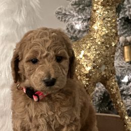 Goldendoodle Puppies from Southern Grace Acres