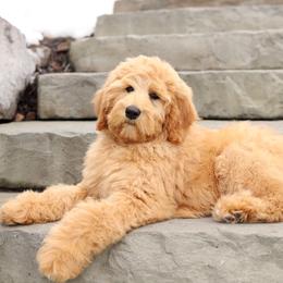Fiona - Apricot female Australian Labradoodle puppy in Williamstown, New York from Lewis Manor Labradoodles