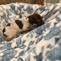 Purple,Green - Liver roan female German Shorthaired Pointer puppy in Ozark, Alabama from Judy Creek GSP's