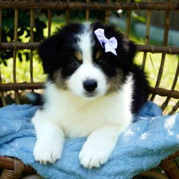 Kit Kat - Black tri-color female Australian Shepherd puppy in Victoria, Texas from Silvermist Australian Shepherds