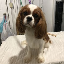 Summit View Cavaliers breeder of Cavalier King Charles Spaniel