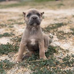 Girl 6 - Gray and fawn female Cane Corso puppy in Sandia, Texas from OneTime Cane Corso