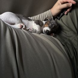 Dachshund Puppies from ♥ M's Dachshunds ♥