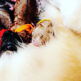American Eskimo Dog and Pomsky Puppies from House Snow: Kahleesie's Fireborn Pomskies
