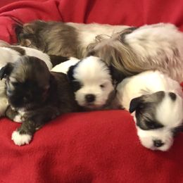 Lhasa Apso puppies from Anderson Lhasa Apsos