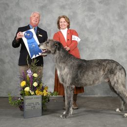 Irish Wolfhound Puppies from Boondocks Irish Wolfhounds