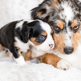 Companion Cross Puppies from The Darling Pup