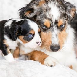 Companion Cross Puppies from The Darling Pup