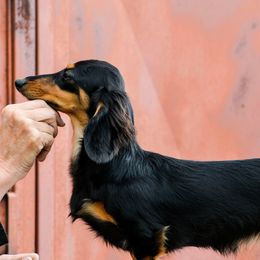 Night - Dachshund