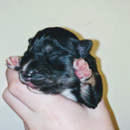 Pomsky Puppies from KP Pomskies LLC