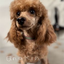 Anakin - Poodle