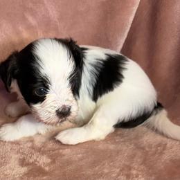 Cookie - Chocolate female Havanese puppy in Maryville, Missouri from Dreamworks Havanese