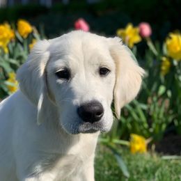 Golden Retriever Puppies from Mountain Laurel Goldens
