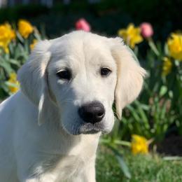 Golden Retriever Puppies from Mountain Laurel Goldens