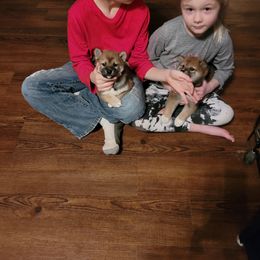 Shiba Inu Puppies from Tired Iron Shibas