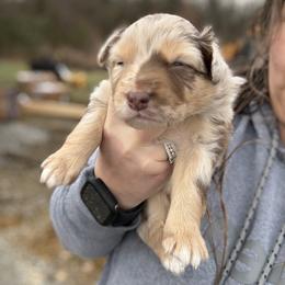 Dixon - Red merle male Australian Shepherd puppy in Nicholasville, Kentucky from Sugar Creek Aussies
