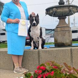 American Staffordshire Terrier puppies from Buckeye Amstaffs