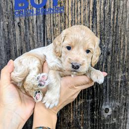 Cap'n Crunch - Cream male Goldendoodle puppy in Cambridge, Minnesota from Country Meadow Doodles