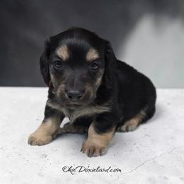 Morgan - Black and cream male Dachshund puppy in Oklahoma City, Oklahoma from OkieDoxieland Dachshunds