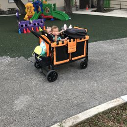 Toy Australian Shepherd All Grown Up from The Ranch of the Sun Toy Aussies