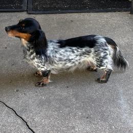 Feather - Piebald female Dachshund puppy in Irving, Texas from DFW Dachshunds by G & S