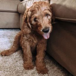 Goldendoodle Puppies from Frannie's Goldendoodle Puppies