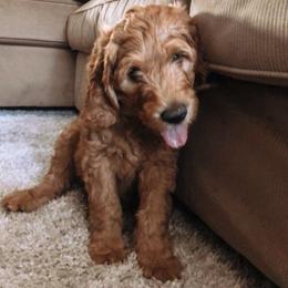 Goldendoodle Puppies from Frannie's Goldendoodle Puppies