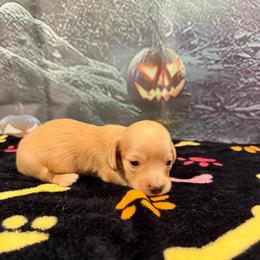 Goober - Cream male Dachshund puppy in Irving, Texas from DFW Dachshunds by G & S