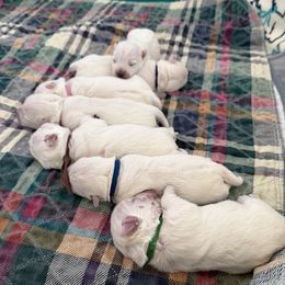 Violet - White female West Highland White Terrier puppy in Central Ohio from Winchester West Highlands
