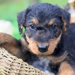 Black aka Mauwi - Black and tan male Airedale Terrier puppy in Mooresville, North Carolina from Farm 55