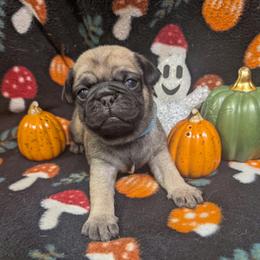 Tate - Fawn male Pug puppy in Winter Haven, Florida from Lisa's Pugalicious Pugs