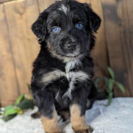Orange collar - Black tri-color male Australian Shepherd puppy in Coulee City, Washington from Mr and Mrs Doodle Farm