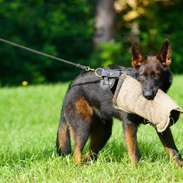 German Shepherd Puppies from vom Wenner Haus