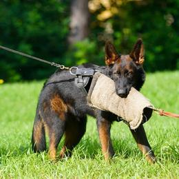 German Shepherd Puppies from vom Wenner Haus