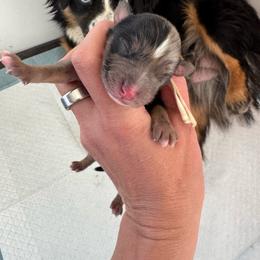 Moonbeam - Blue merle male Toy Australian Shepherd puppy in Columbia Falls, Montana from Firefly Aussies & Aussiedoodles