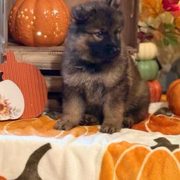 Tan collar - Sable male German Shepherd puppy in Phenix City, Alabama from Black Rose Shepherds