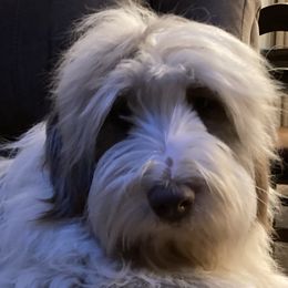 Cyan - Bearded Collie