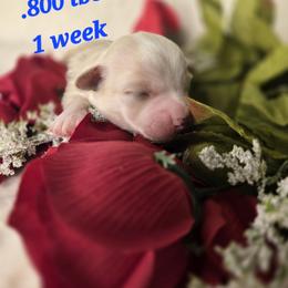 Gunner - Cream male Havanese puppy in Trinity, Alabama from Tooties Cuties Havanese